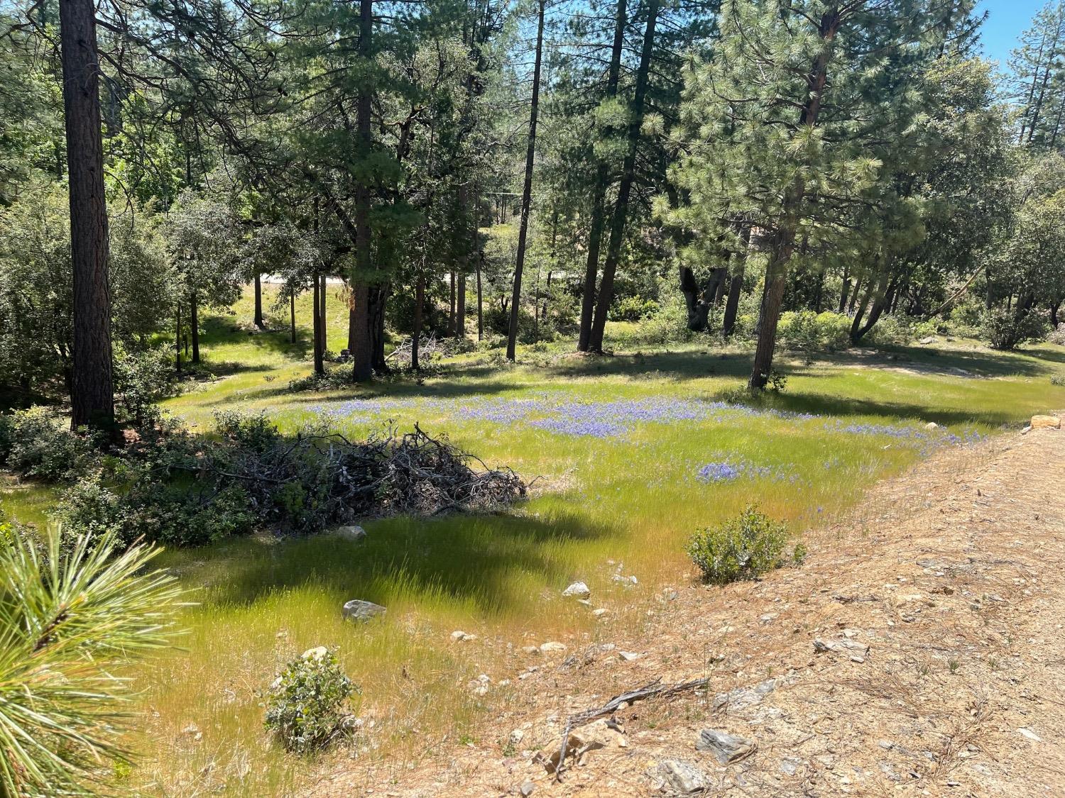 Fiske Hill Road, Coulterville, California image 15