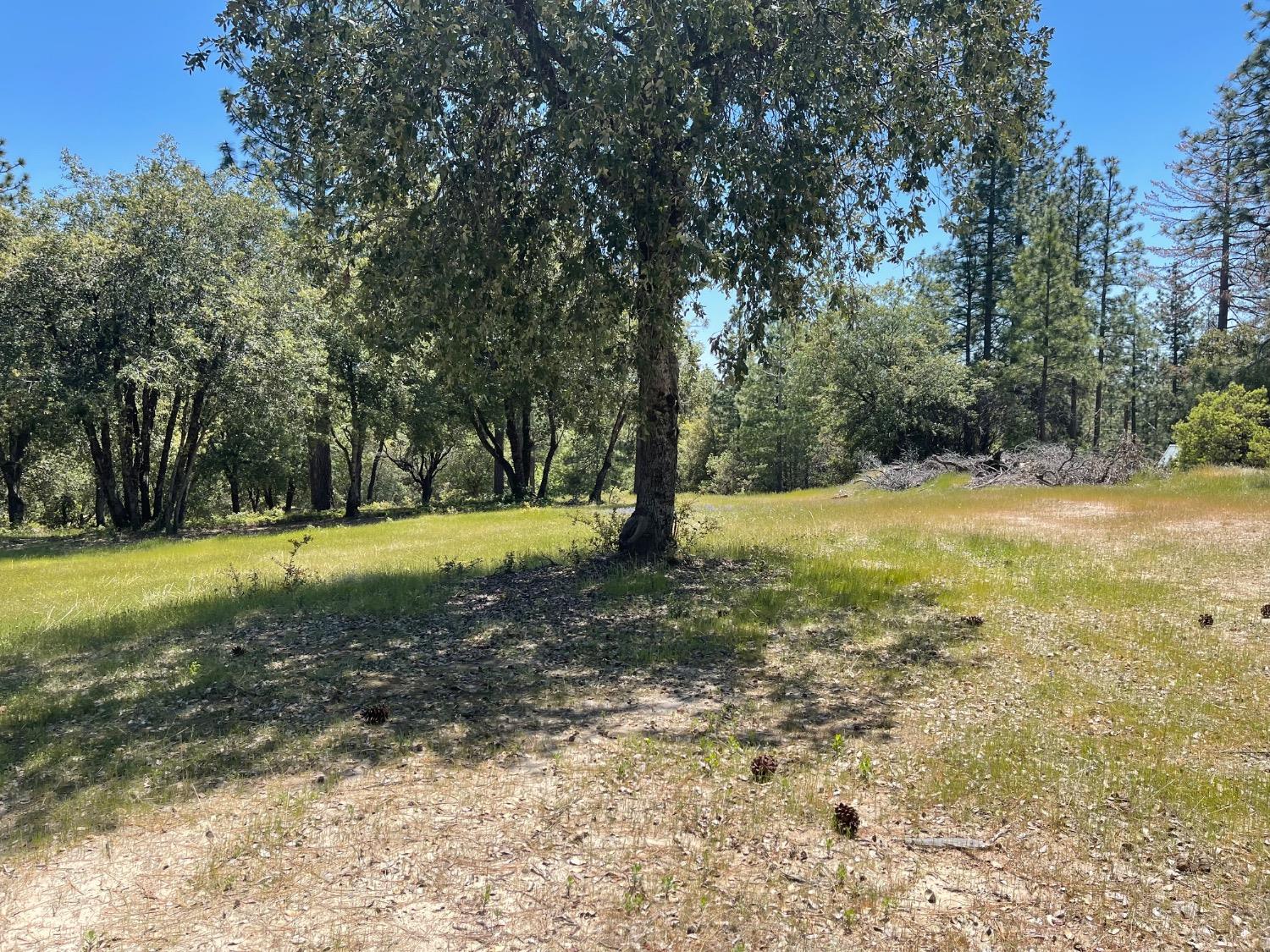Fiske Hill Road, Coulterville, California image 10