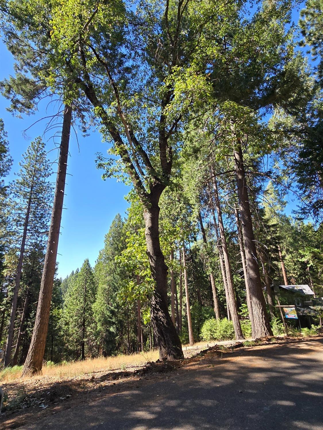 York Court, Pollock Pines, California image 13