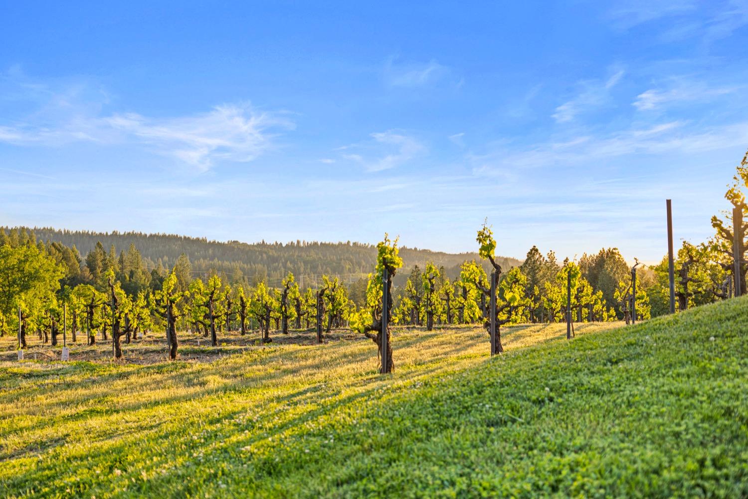 N Canyon Road, Camino, California image 8