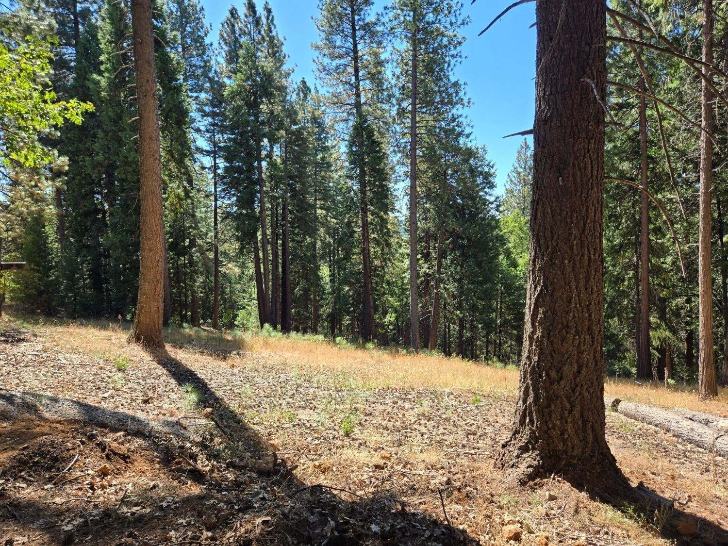 York Court, Pollock Pines, California image 12