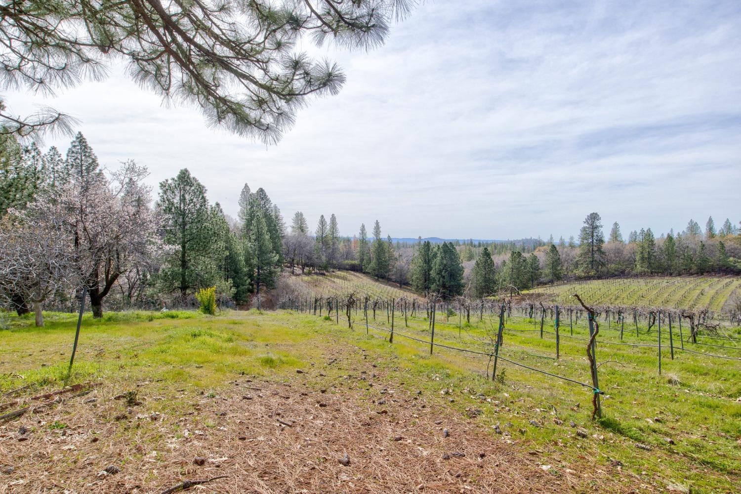 Detail Gallery Image 40 of 71 For 4771 Greenhills Rd, Placerville,  CA 95667 - – Beds | – Baths