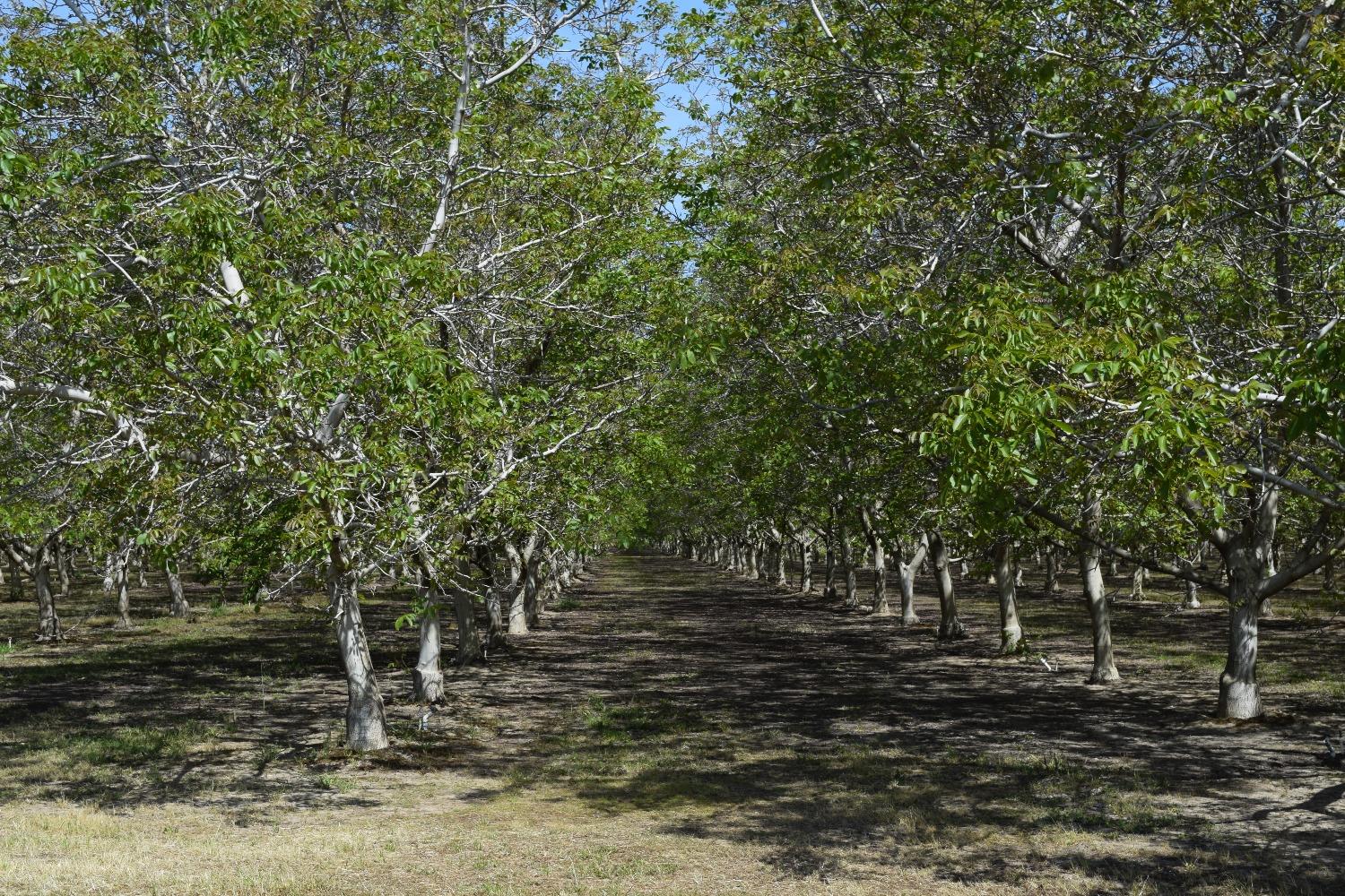 Zarzo, La Grange, California image 6