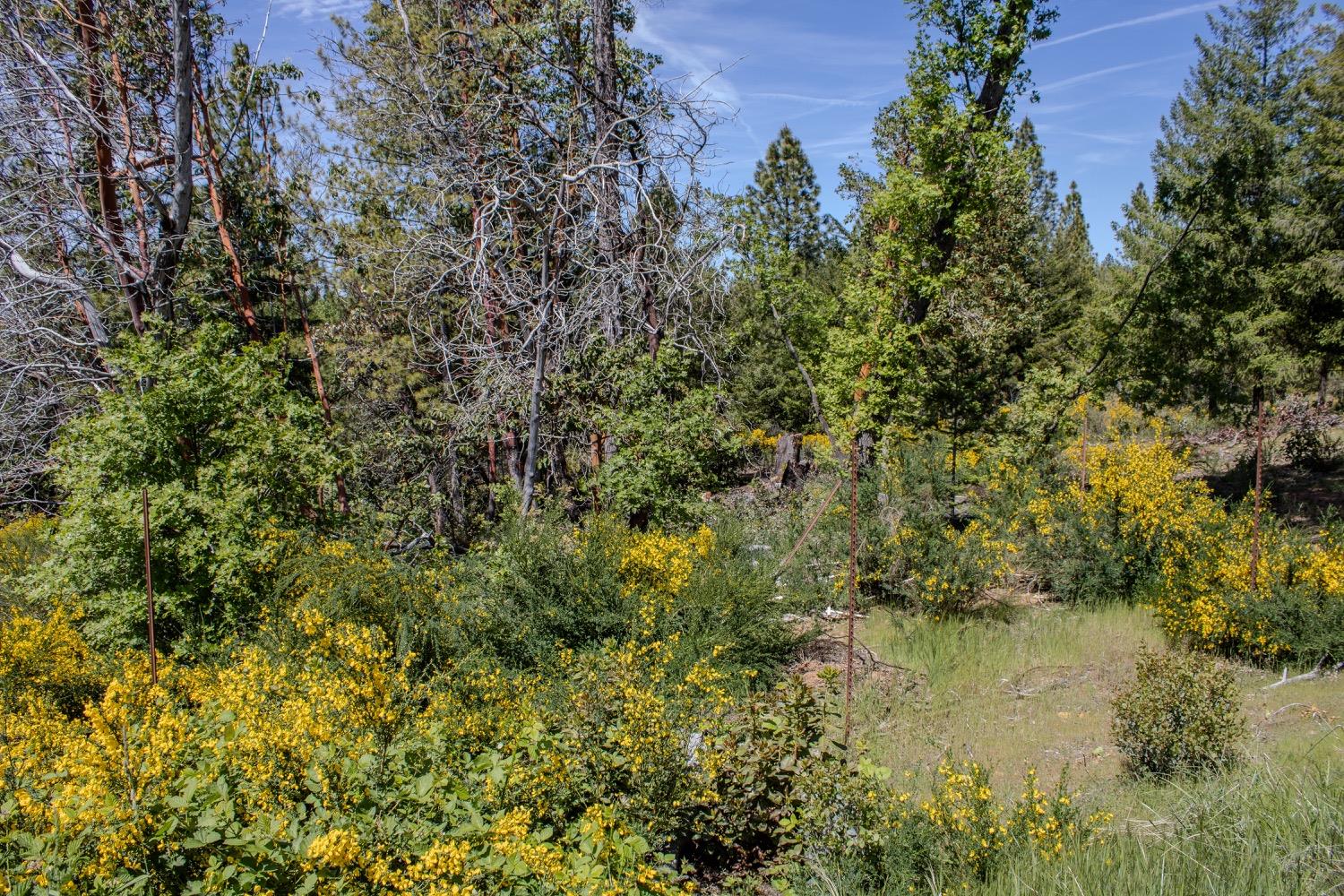 Detail Gallery Image 44 of 96 For 5734 Wilder Rd, Georgetown,  CA 95634 - – Beds | – Baths