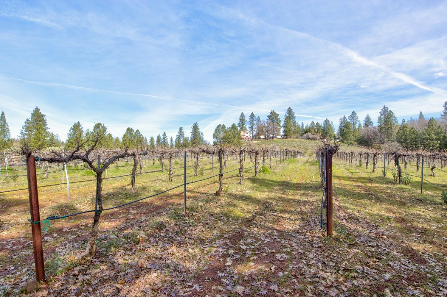 Detail Gallery Image 60 of 71 For 4771 Greenhills Rd, Placerville,  CA 95667 - – Beds | – Baths