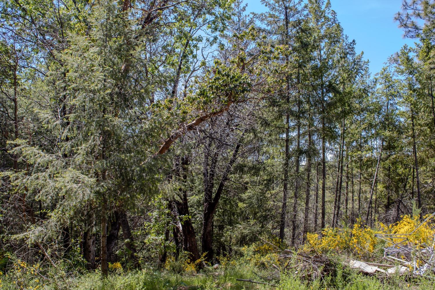 Detail Gallery Image 95 of 96 For 5734 Wilder Rd, Georgetown,  CA 95634 - – Beds | – Baths