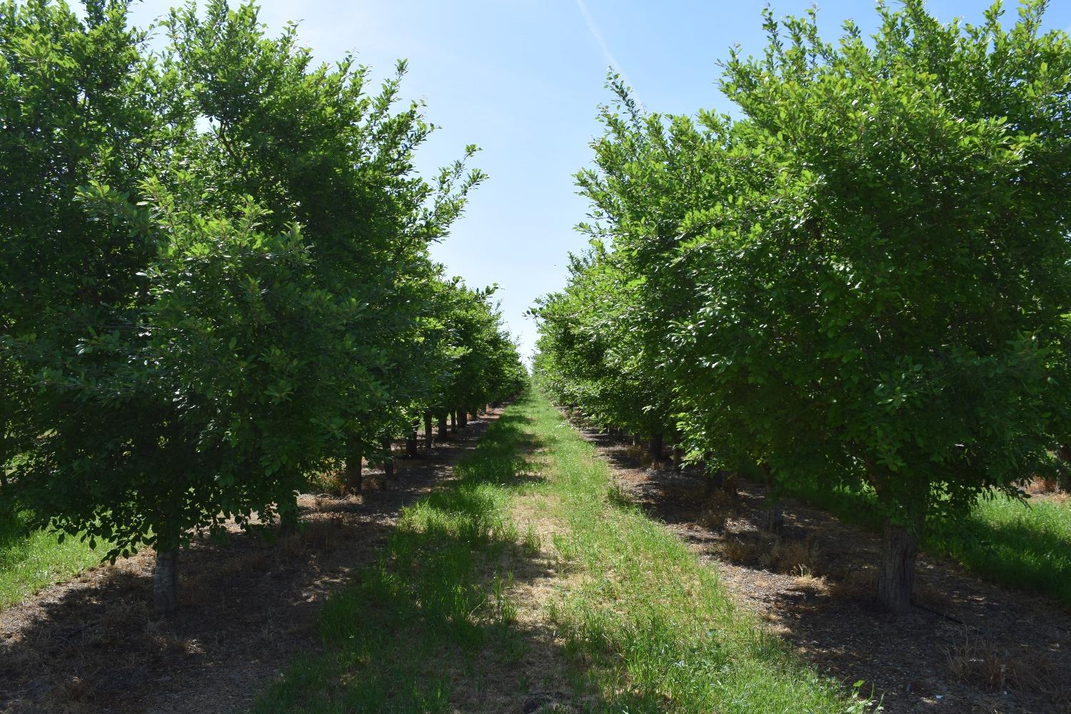 Zarzo, La Grange, California image 11