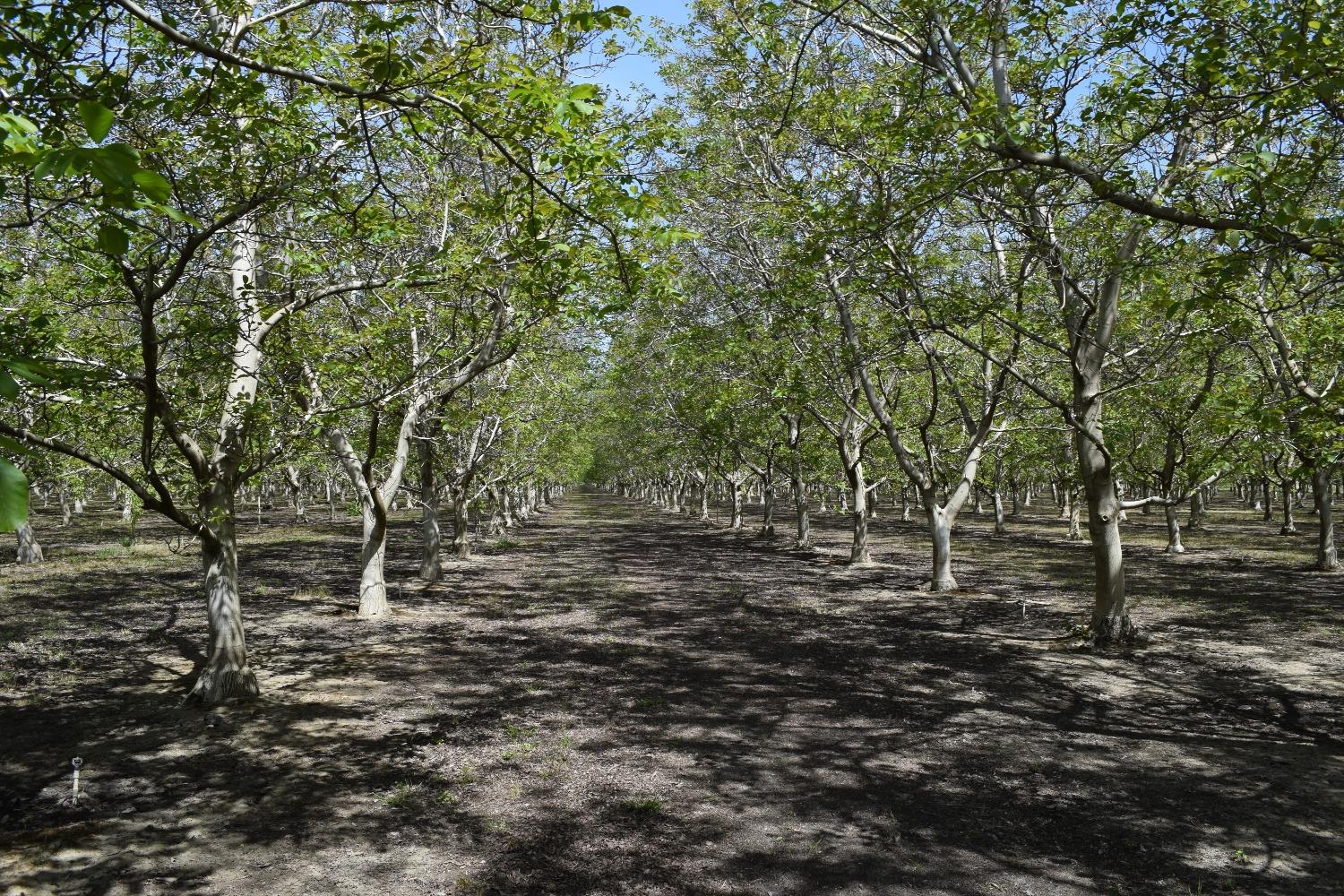Zarzo, La Grange, California image 7