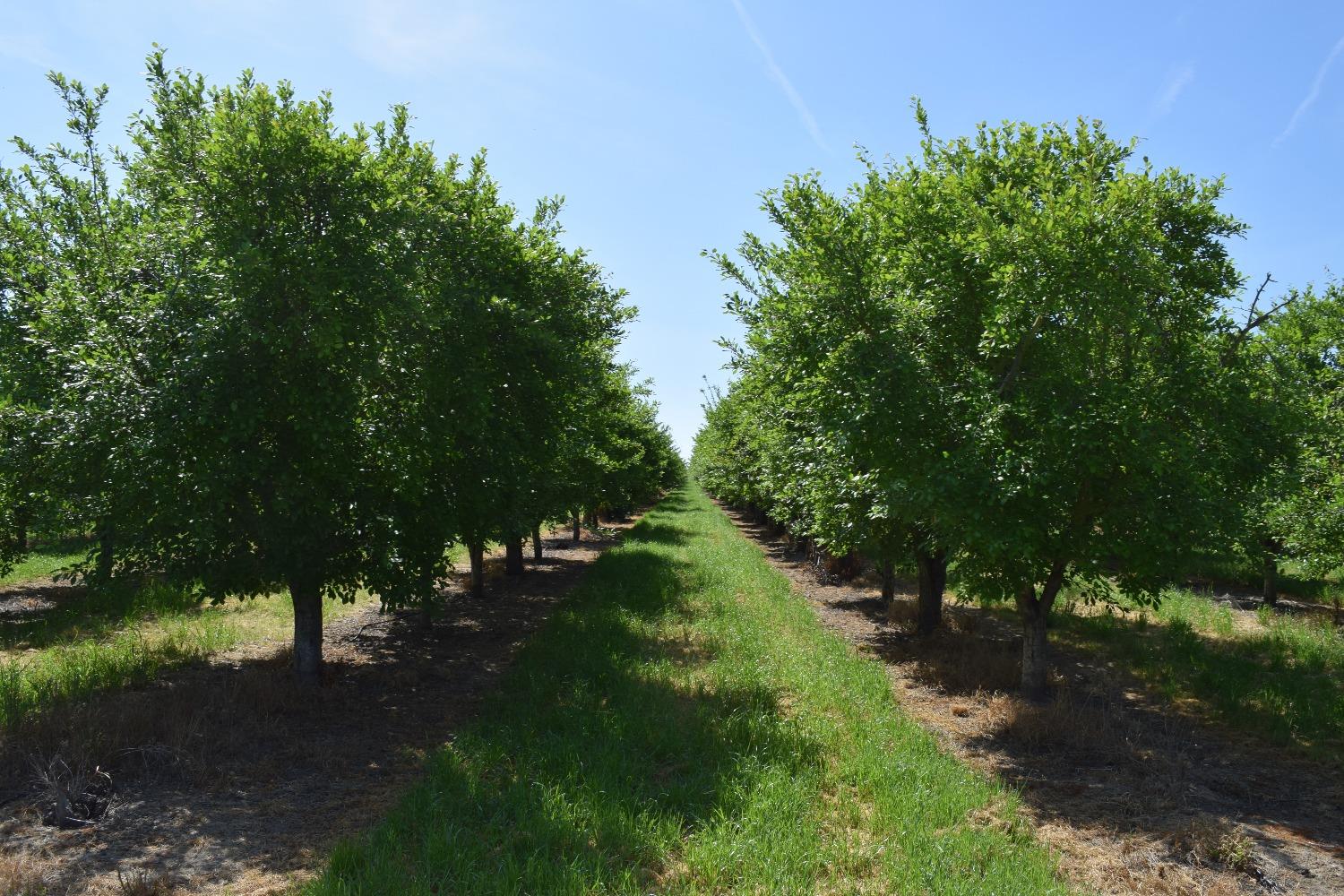 Zarzo, La Grange, California image 12