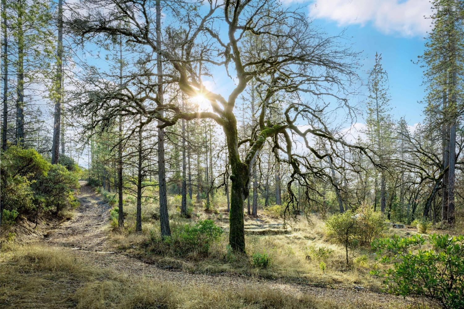 Deadmans Flat Road, Grass Valley, California image 36