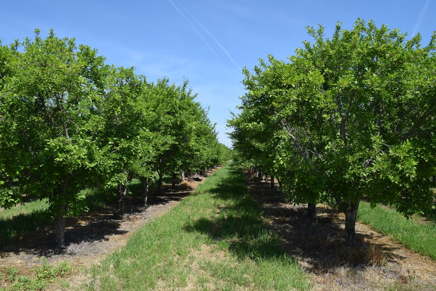 Zarzo, La Grange, California image 10