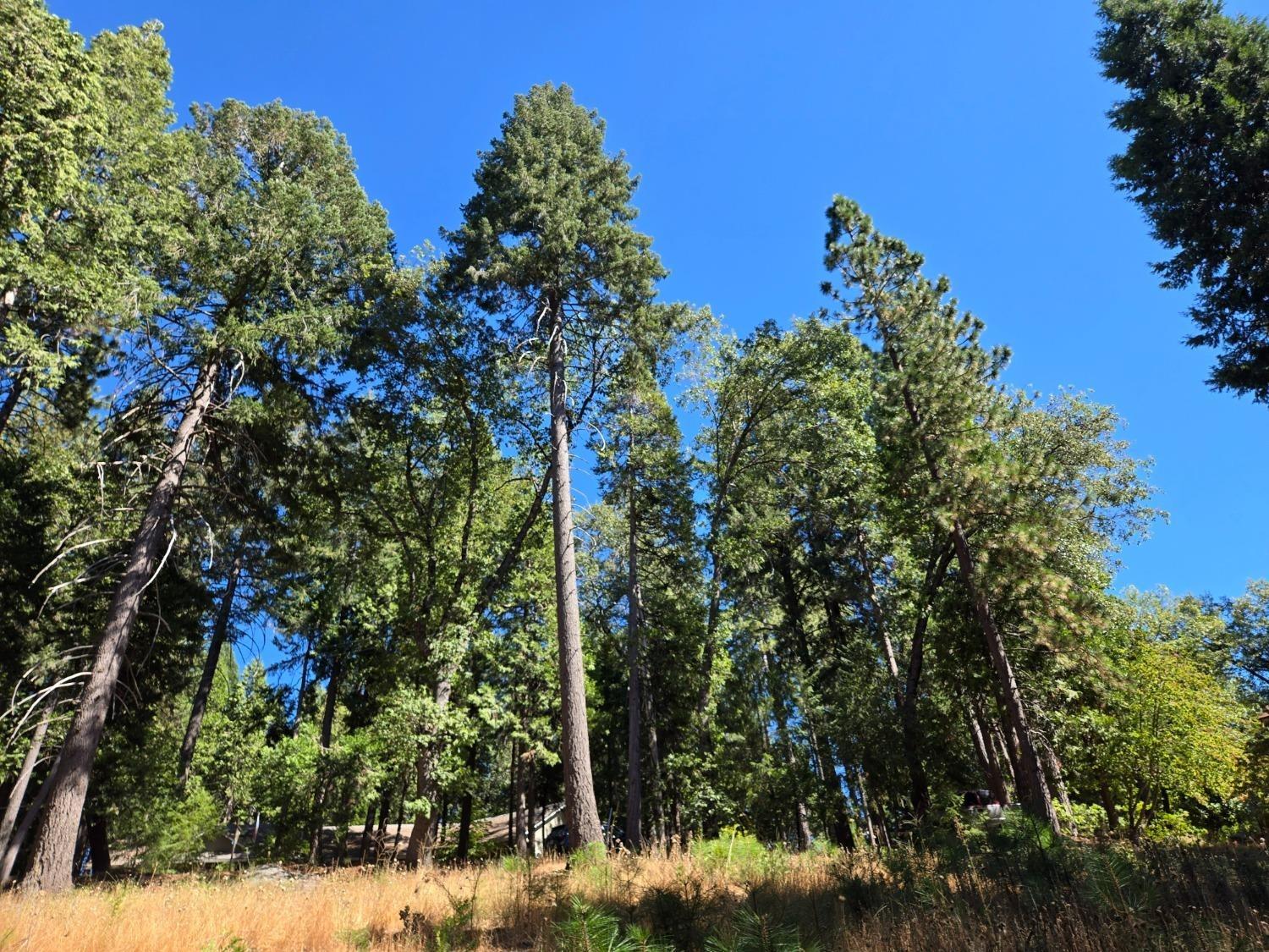 York Court, Pollock Pines, California image 11
