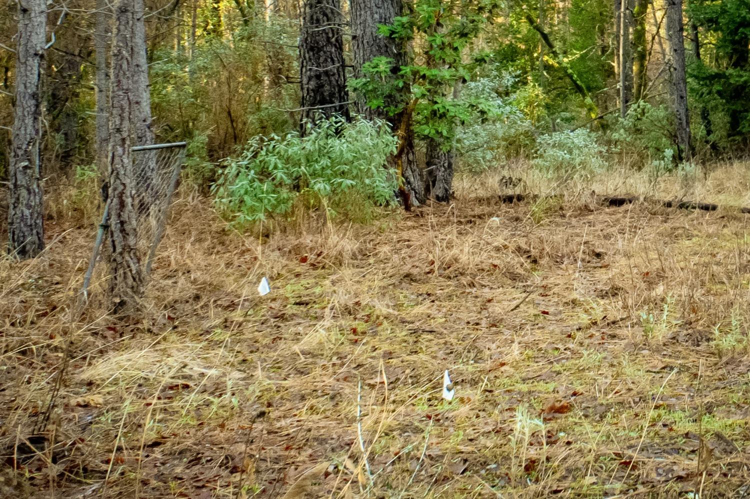 Deadmans Flat Road, Grass Valley, California image 11