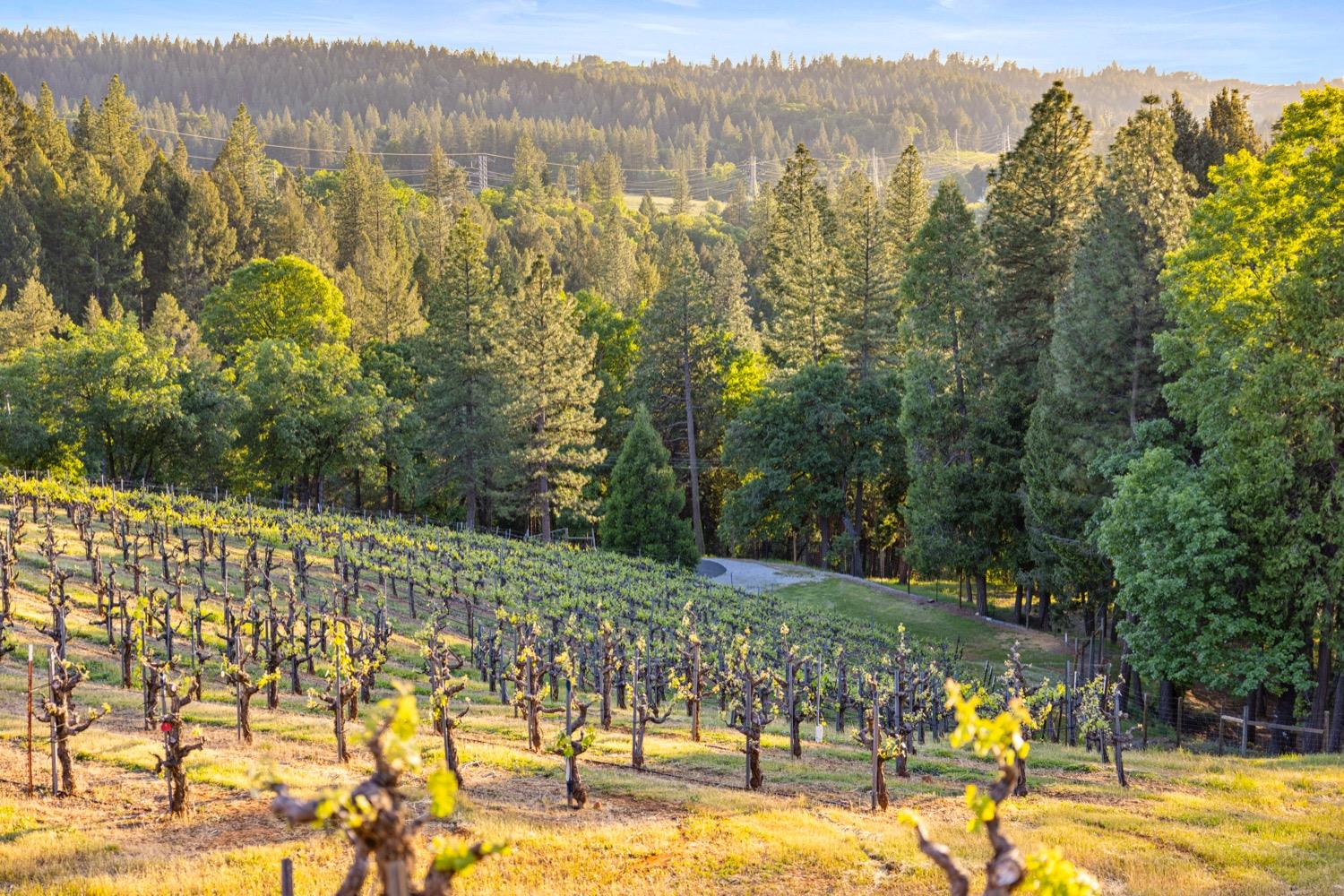 N Canyon Road, Camino, California image 26