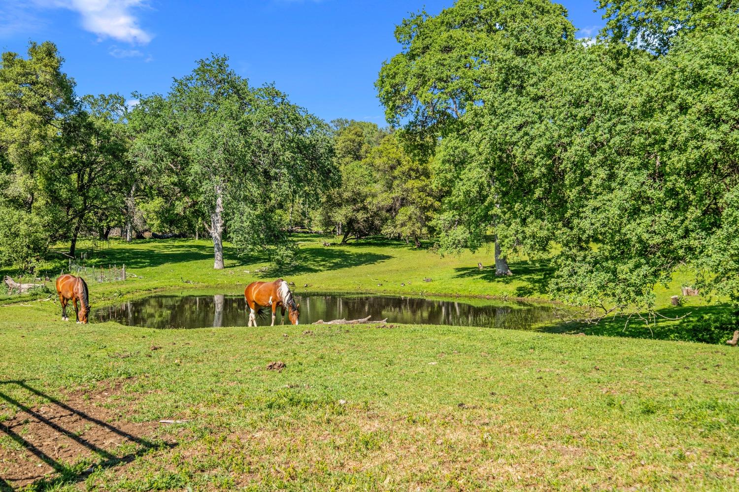 Detail Gallery Image 77 of 94 For 2575 Sand Ridge Rd, Placerville,  CA 95667 - 3 Beds | 2 Baths