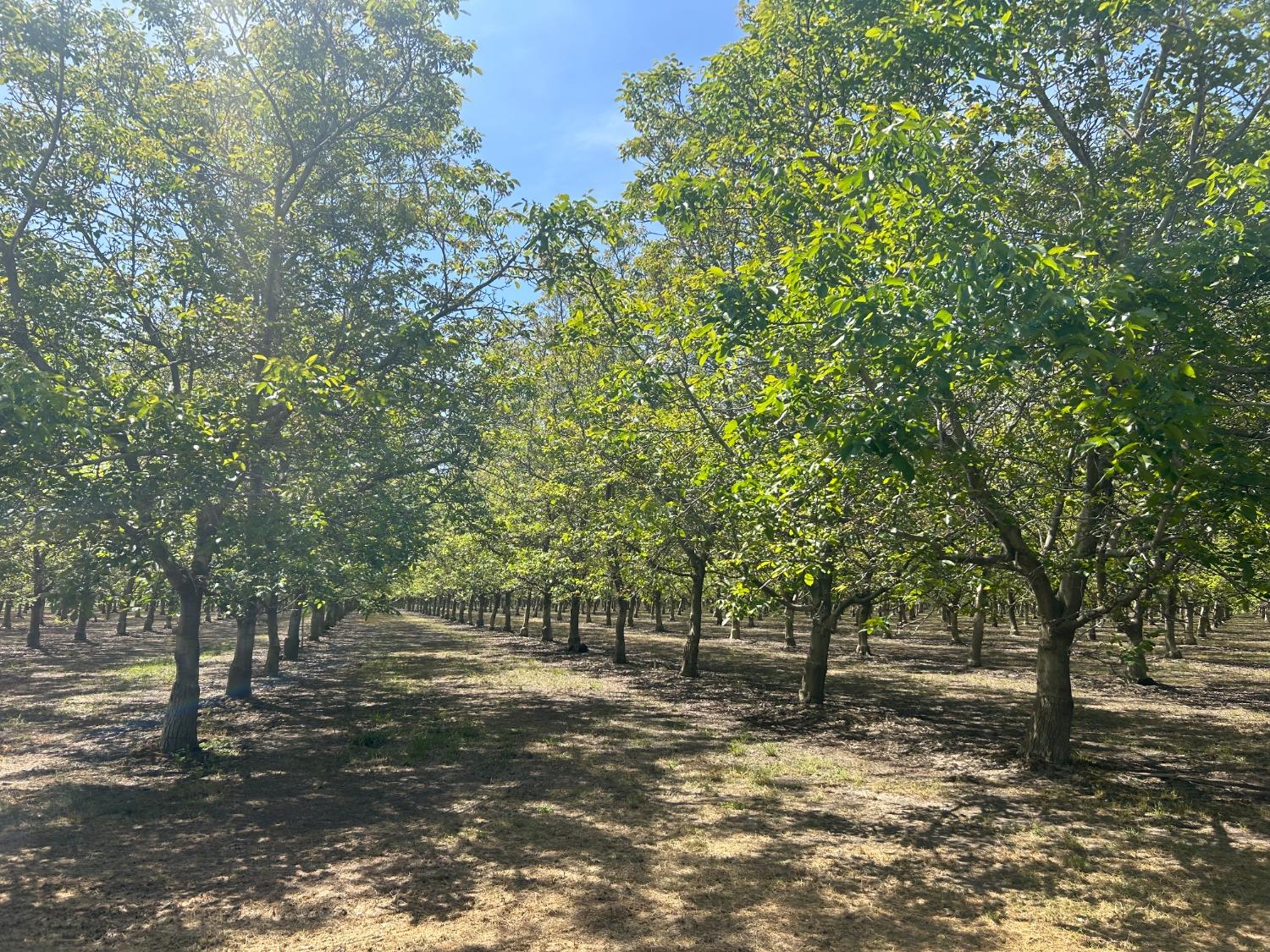 Zarzo, La Grange, California image 5