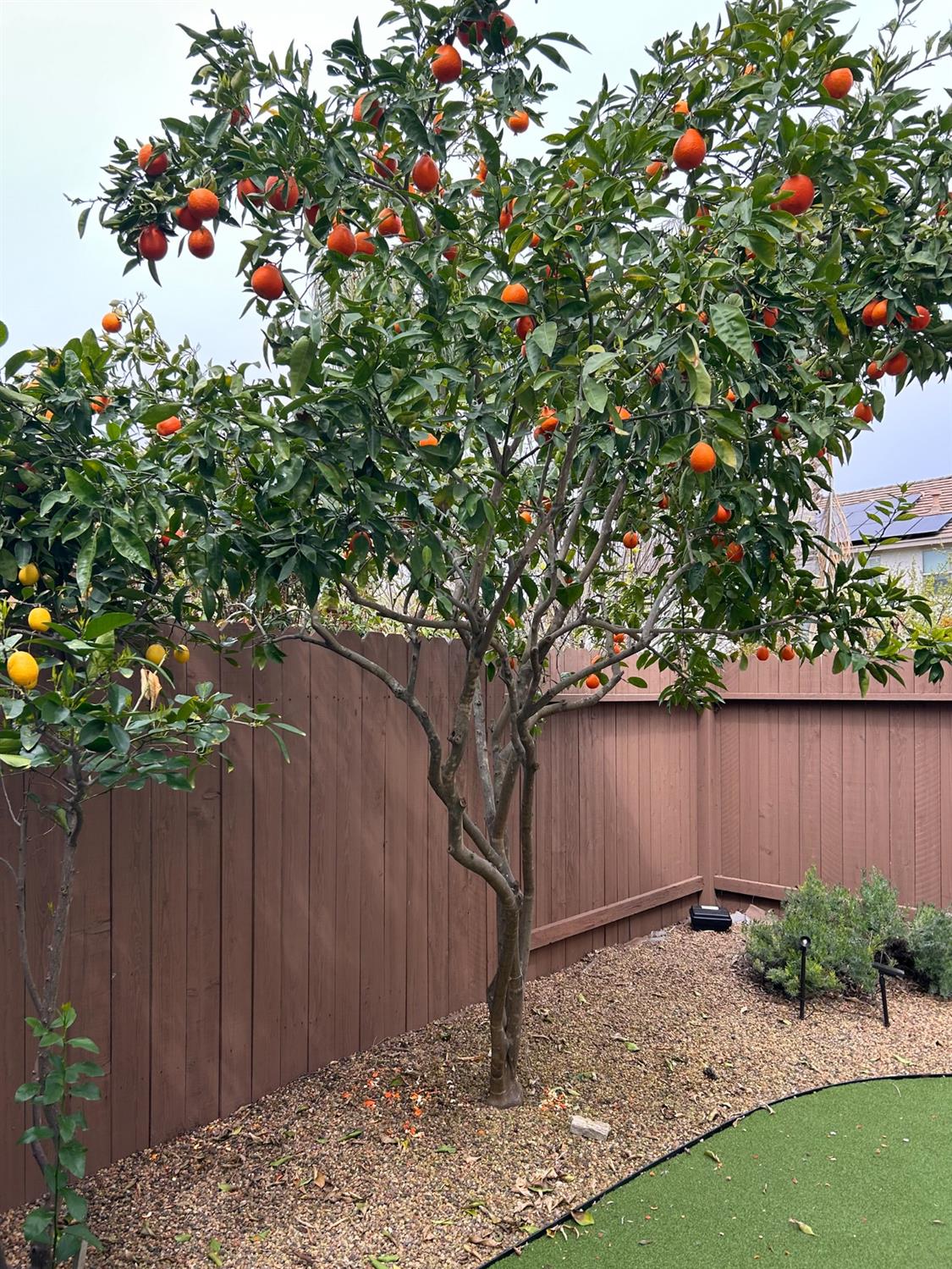Detail Gallery Image 78 of 94 For 6600 Caprezzo Way, Elk Grove,  CA 95757 - 5 Beds | 4/1 Baths