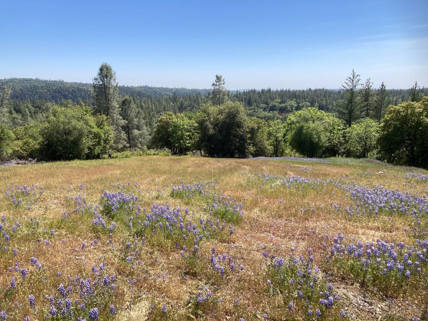 Detail Gallery Image 51 of 83 For 16688 Sonshine Ln, Sutter Creek,  CA 95685 - – Beds | – Baths