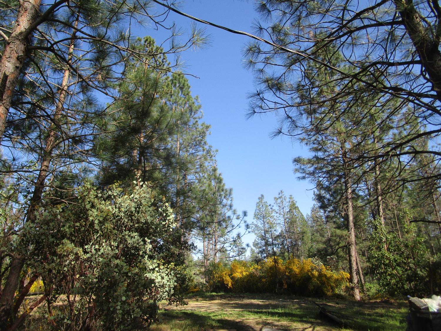 Detail Gallery Image 7 of 10 For 16289 Badger Hill Rd, Nevada City,  CA 95959 - – Beds | – Baths
