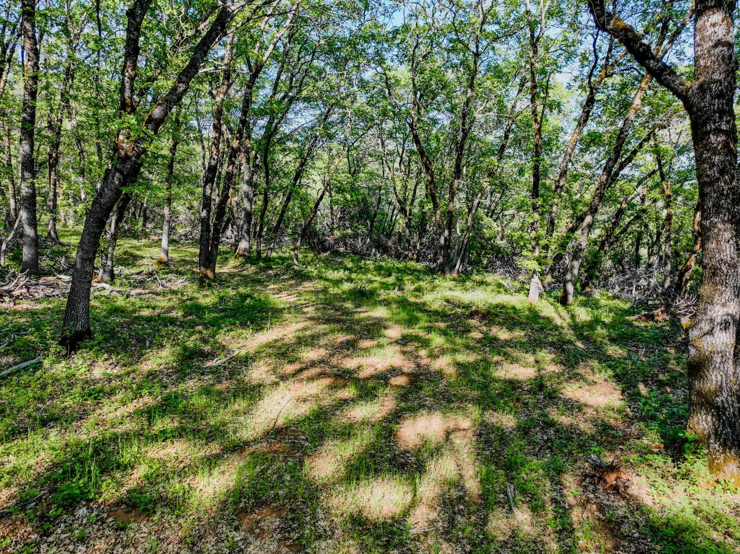 Detail Gallery Image 14 of 32 For 21160 Kuntz Rd, Nevada City,  CA 95959 - – Beds | – Baths