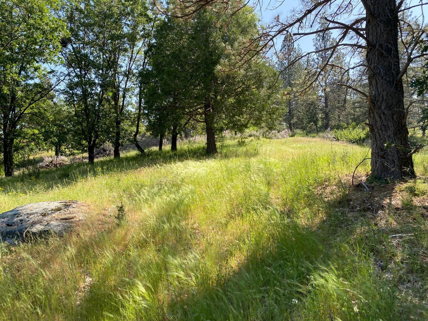 Blue Bonnet, Somerset, California image 10