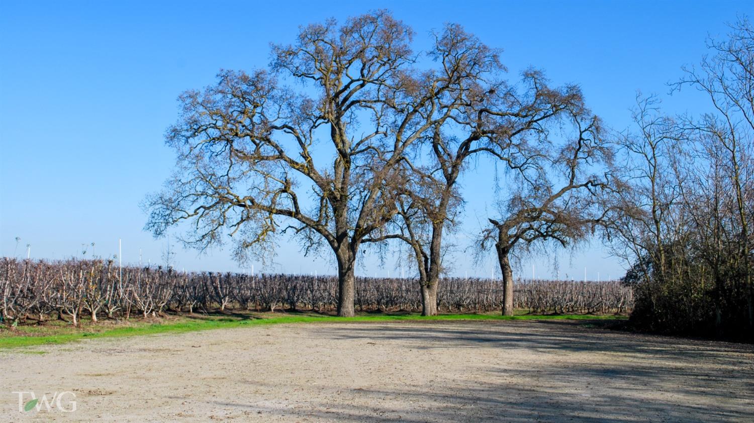 Detail Gallery Image 6 of 14 For 11850 E Live Oak Rd, Lodi,  CA 95240 - – Beds | – Baths