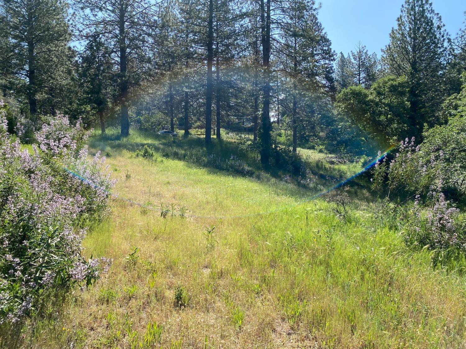 Blue Bonnet, Somerset, California image 13