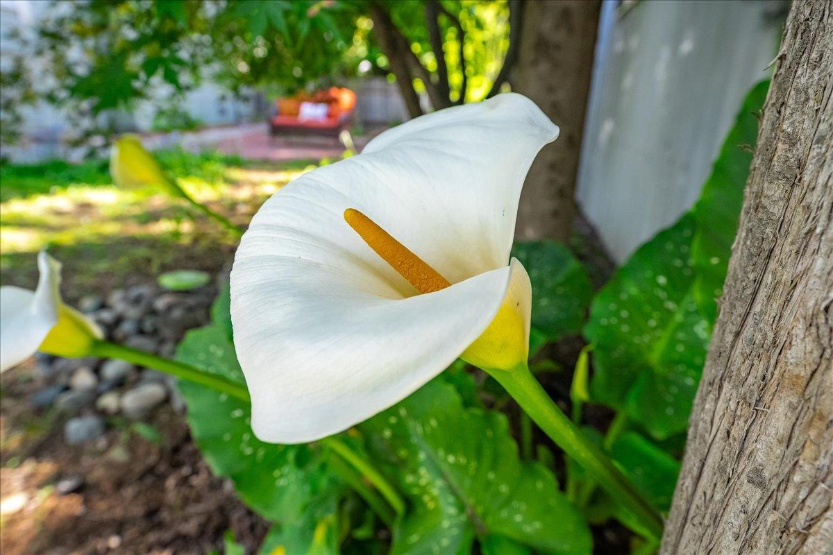Detail Gallery Image 58 of 70 For 30 W Grass Valley St, Colfax,  CA 95713 - 4 Beds | 2 Baths