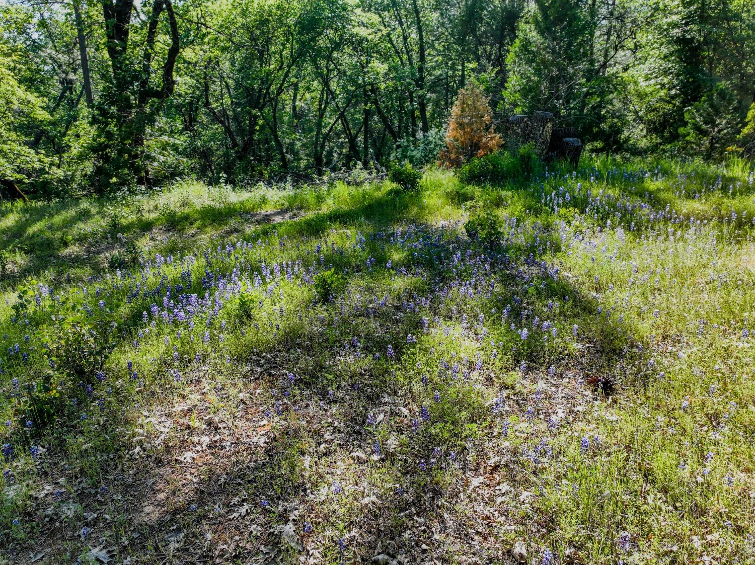 Detail Gallery Image 6 of 32 For 21160 Kuntz Rd, Nevada City,  CA 95959 - – Beds | – Baths