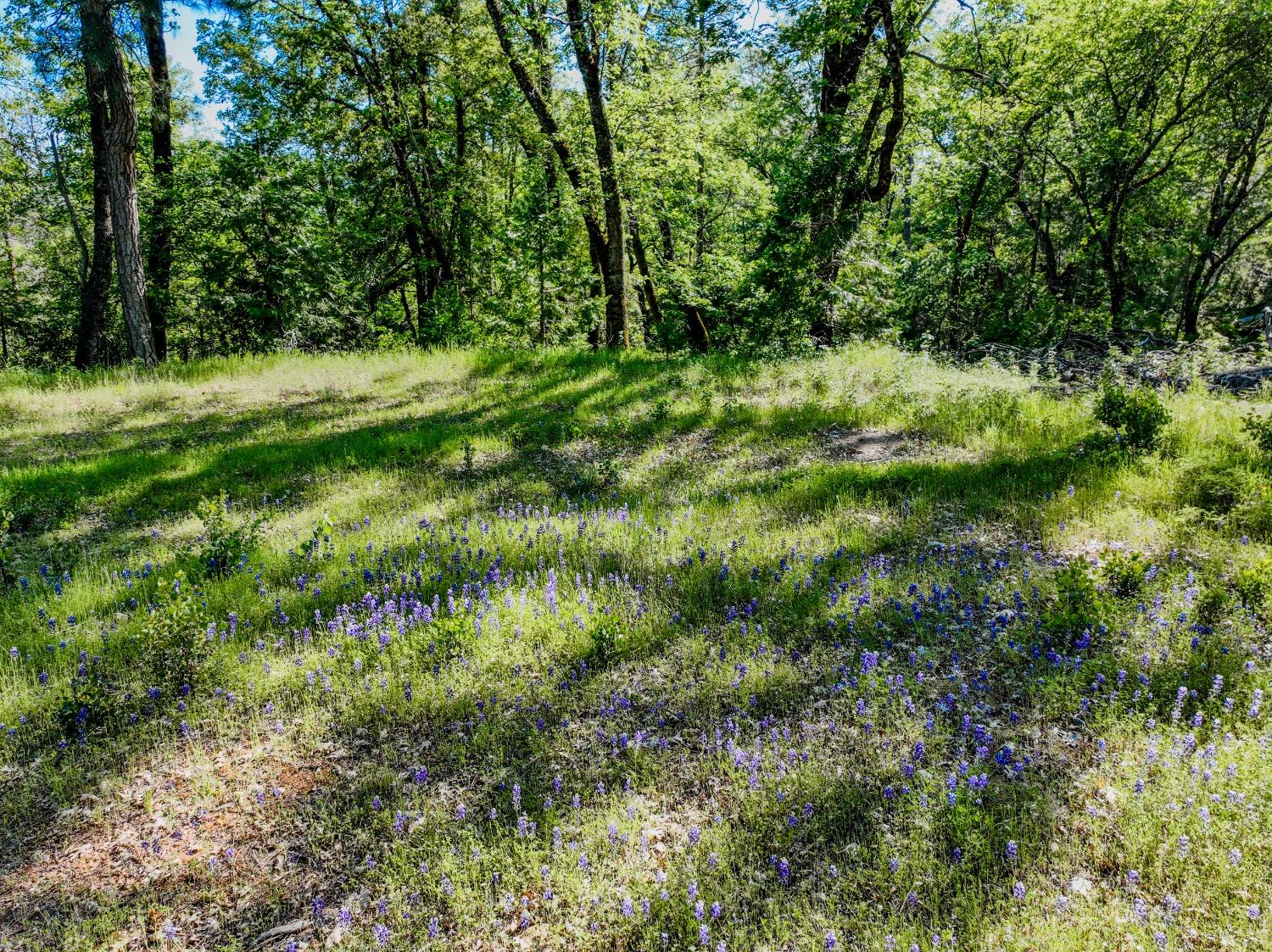 Detail Gallery Image 5 of 32 For 21160 Kuntz Rd, Nevada City,  CA 95959 - – Beds | – Baths