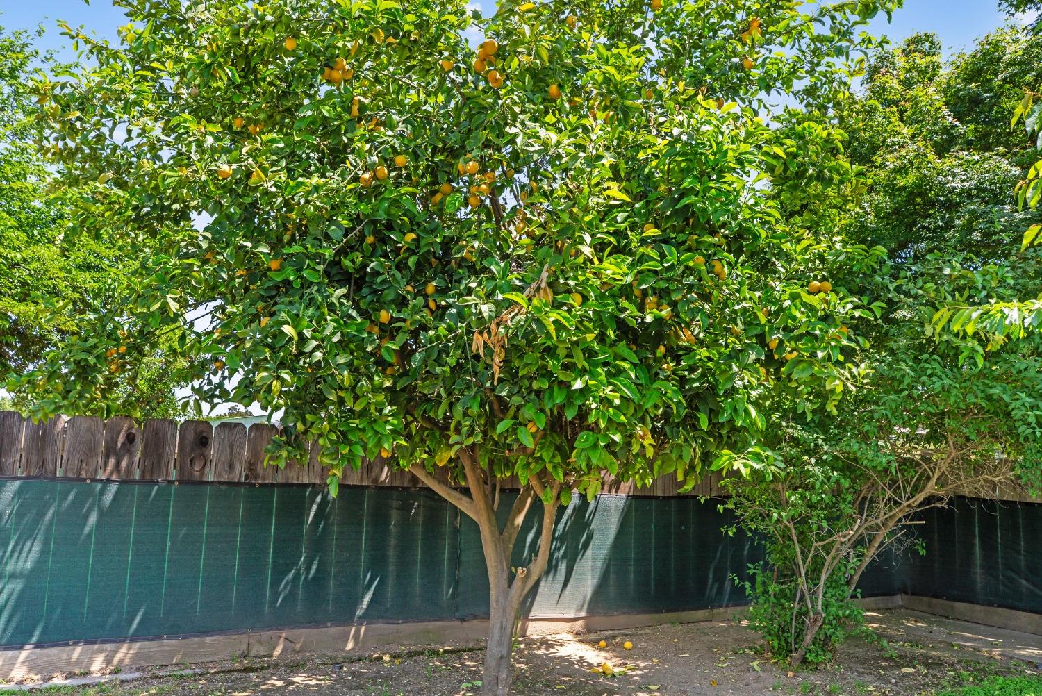 Detail Gallery Image 36 of 44 For 1425 Olive St, Oakdale,  CA 95361 - 3 Beds | 2 Baths