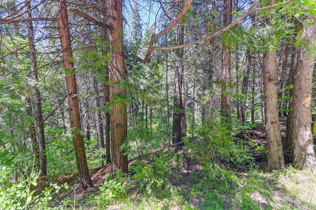 Detail Gallery Image 30 of 40 For 3005 Amber Trl, Pollock Pines,  CA 95726 - – Beds | – Baths