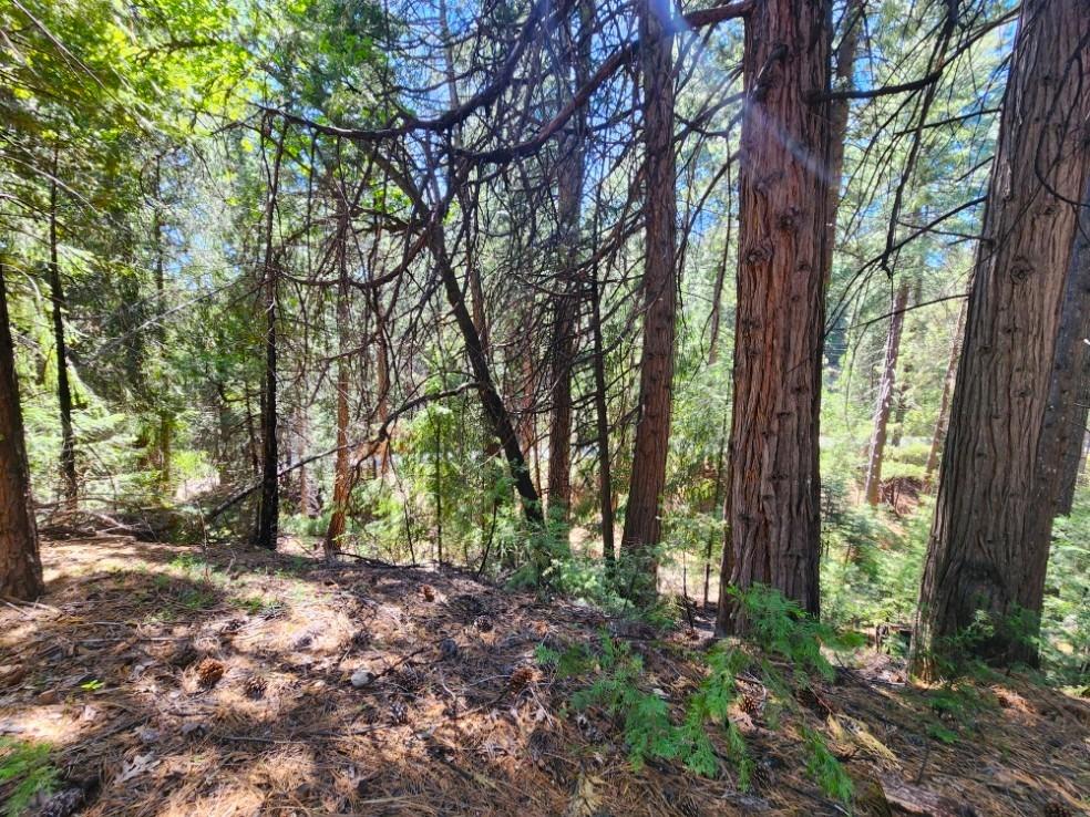 Detail Gallery Image 75 of 84 For 26085 Meadow Dr, Pioneer,  CA 95666 - 3 Beds | 2/1 Baths
