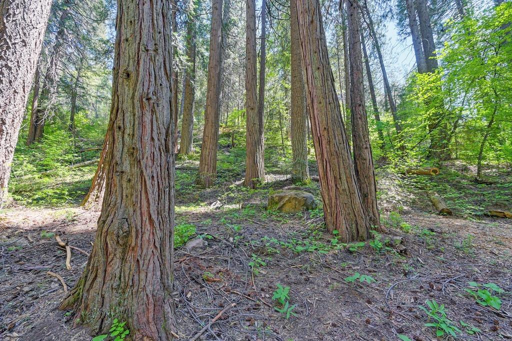 Detail Gallery Image 7 of 40 For 3005 Amber Trl, Pollock Pines,  CA 95726 - – Beds | – Baths