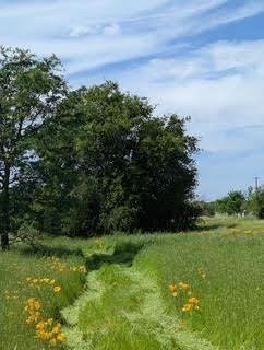 Penny Lane, Lincoln, California image 12