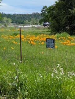 Penny Lane, Lincoln, California image 13