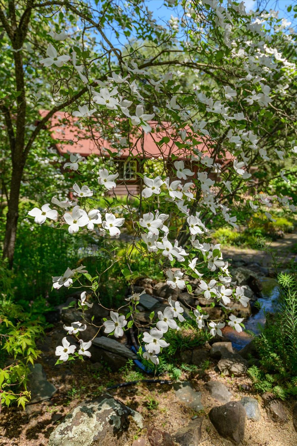 Detail Gallery Image 60 of 86 For 1267 Old Rock Bridge Rd, Placerville,  CA 95667 - 3 Beds | 2 Baths
