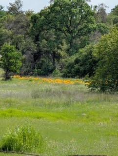 Penny Lane, Lincoln, California image 11
