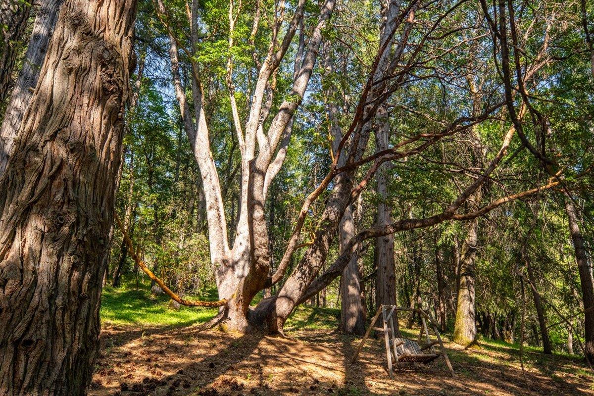 Willow Valley Road, Nevada City, California image 40
