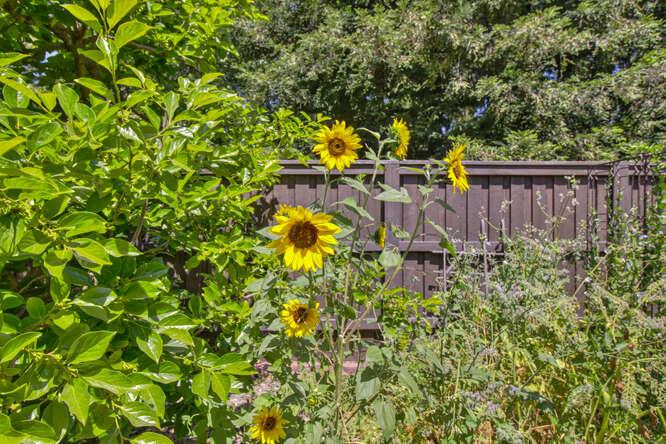Detail Gallery Image 67 of 82 For 3399 Barberry, Sacramento,  CA 95864 - 5 Beds | 3/2 Baths
