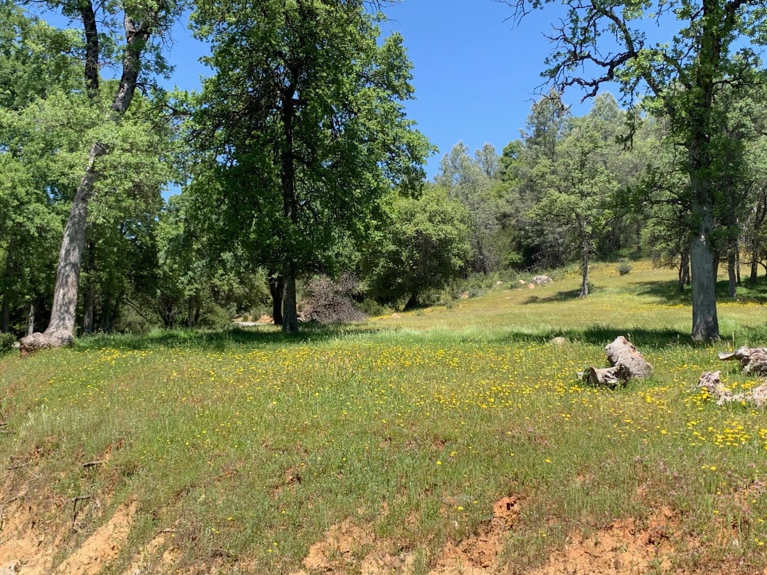 Lyons Bald Mountain Road, Sonora, California image 11