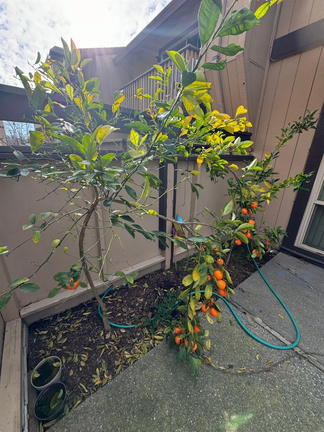 College Oak Drive #16, Sacramento, California image 15