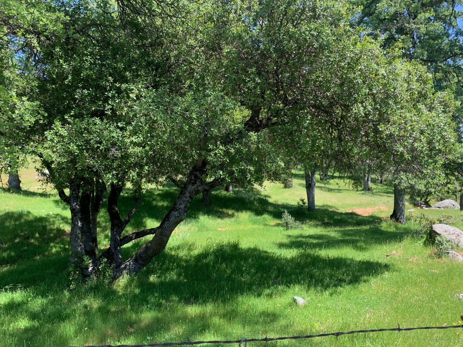 Lyons Bald Mountain Road, Sonora, California image 5