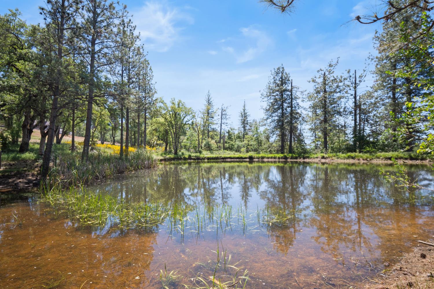 Detail Gallery Image 57 of 57 For 1750 Sliger Mine Rd, Greenwood,  CA 95635 - 3 Beds | 2 Baths