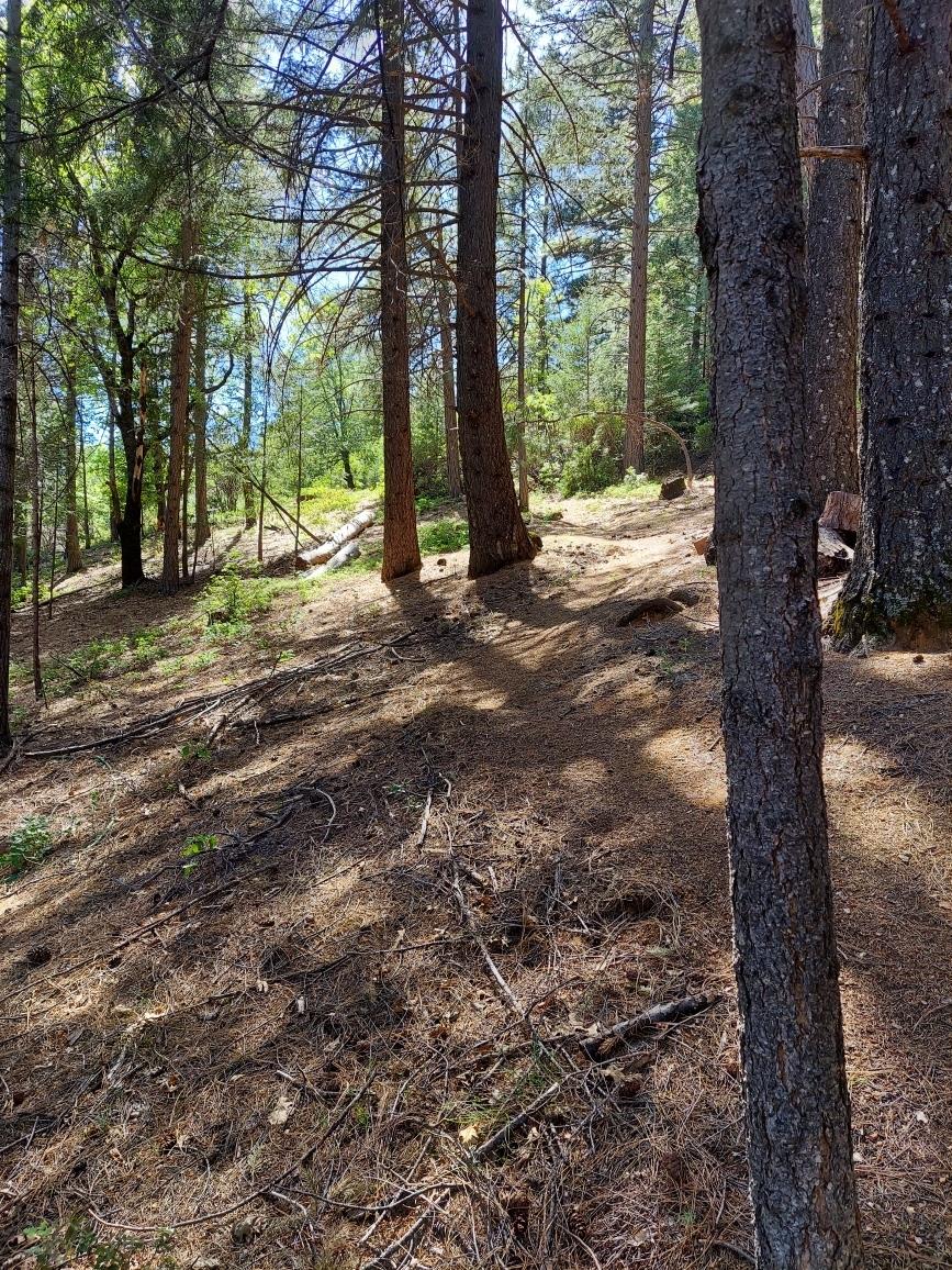 Grizzly Creek Road, Nevada City, California image 5