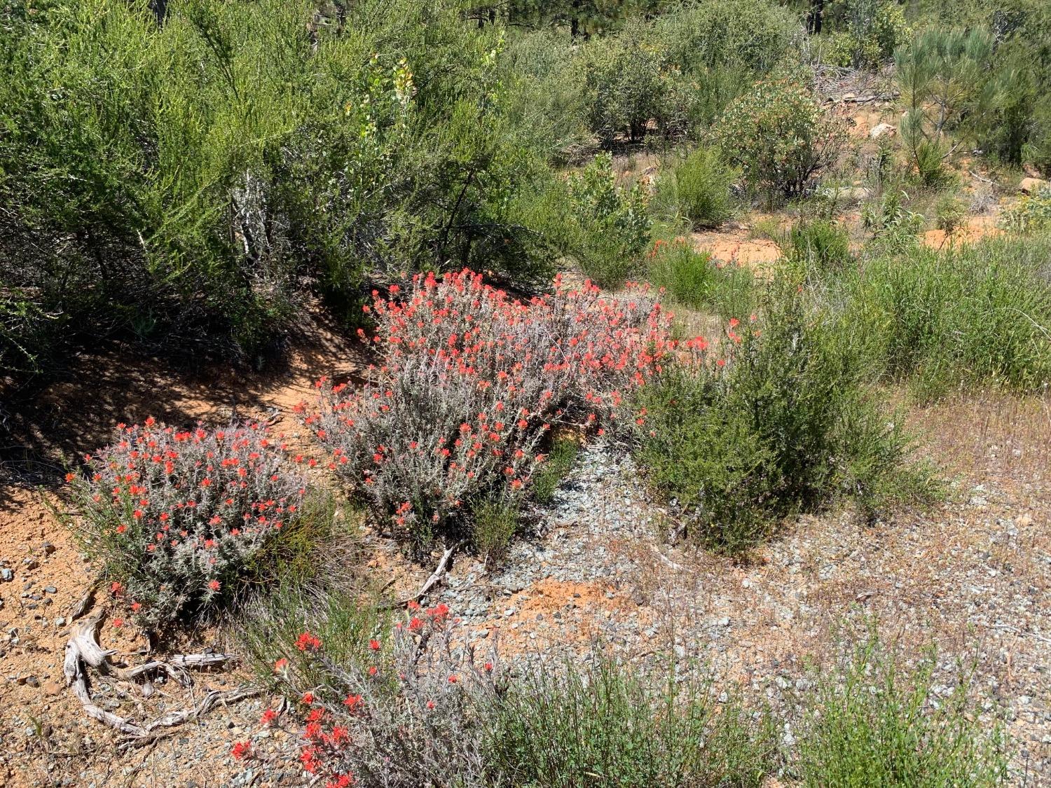 Lyons Bald Mountain Road, Sonora, California image 12