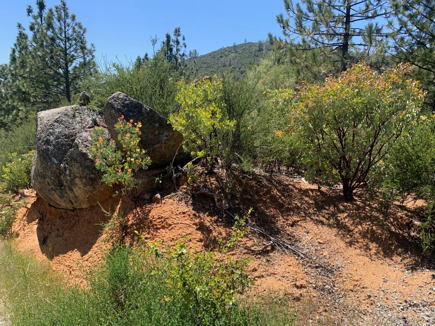 Lyons Bald Mountain Road, Sonora, California image 13