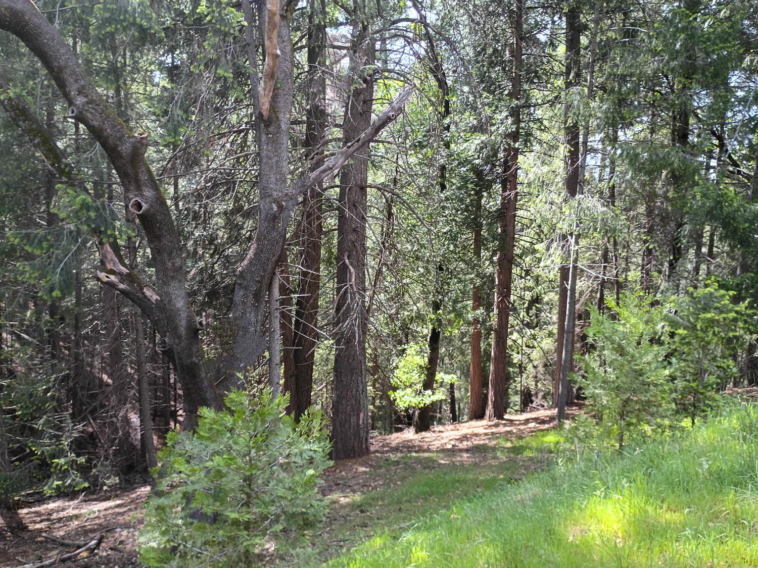 Detail Gallery Image 3 of 6 For 5662 Daisy Cir, Pollock Pines,  CA 95726 - – Beds | – Baths