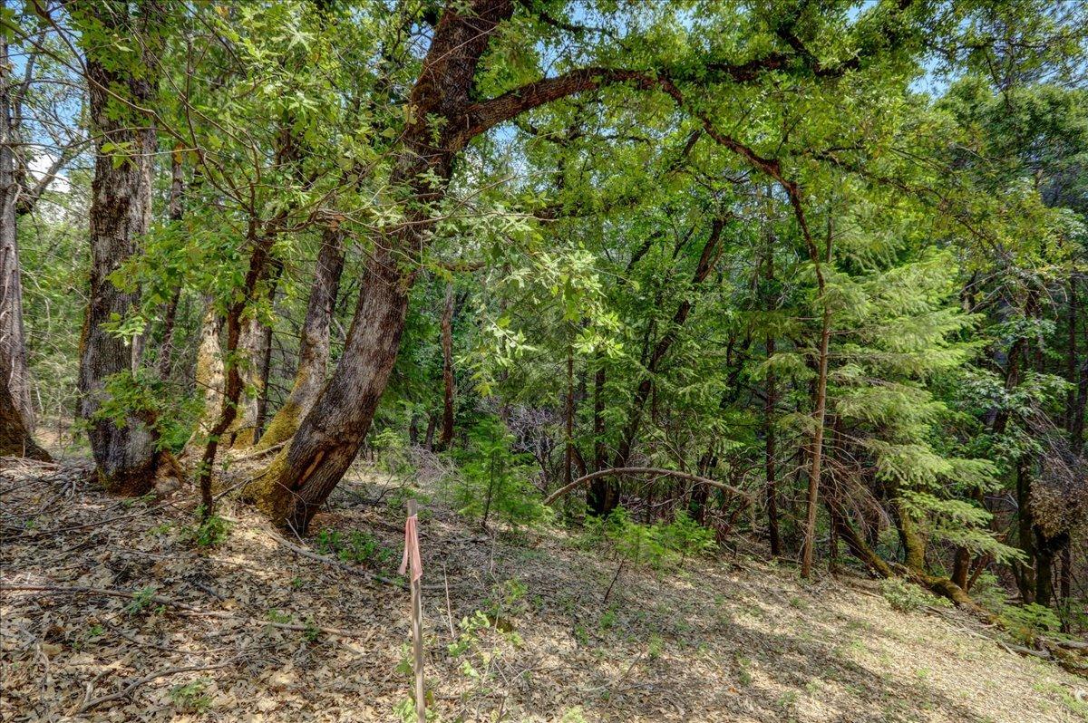 Red Dog Road, Nevada City, California image 41