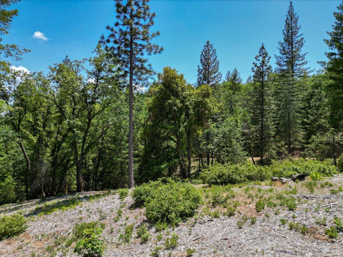 Red Dog Road, Nevada City, California image 22